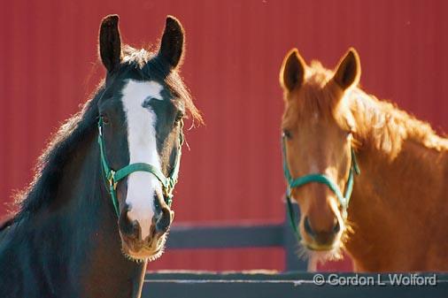 Two Horses_48424.jpg - Photographed near Ottawa, Ontario - the Capital of Canada.